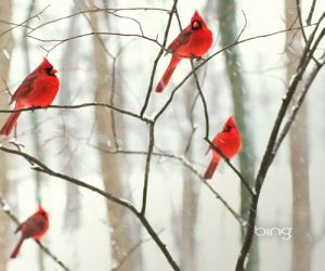 bing-male-northern-cardinals-in-the-snow