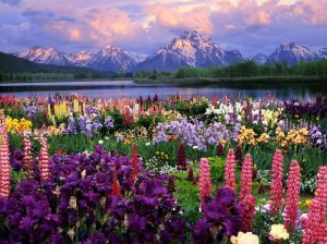 Beautiful-Flowers-HD-Wallpapers-beautiful-flowers-mountain