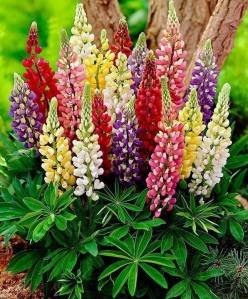 spring color flowers