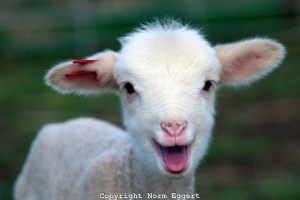 ASA-115A-New-lamb-smiling (1)