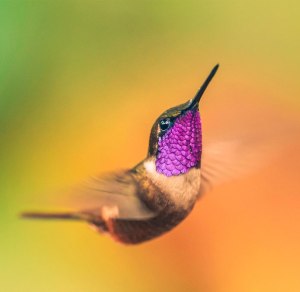hummingbird-photography-wcth19