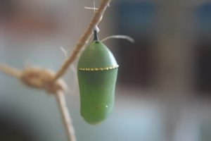 monarch-butterfly-chrysalis