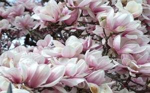 Magnolia (1)