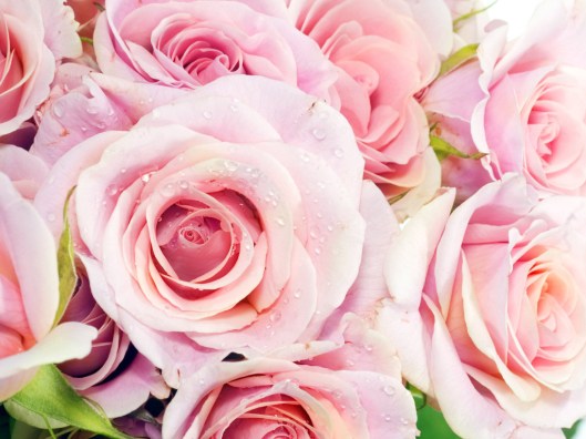 roses