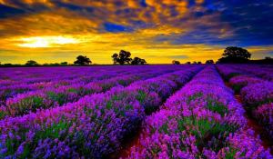lavender-fieldsfrance-4