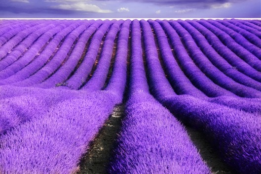 Lavender-Purple-Fields