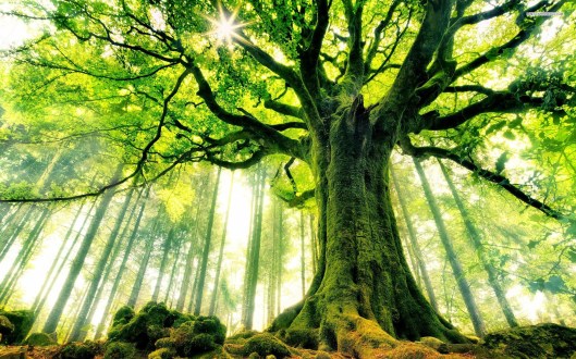 nature_big_tree_hd