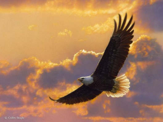 Soaring-Spirit-Eagle-